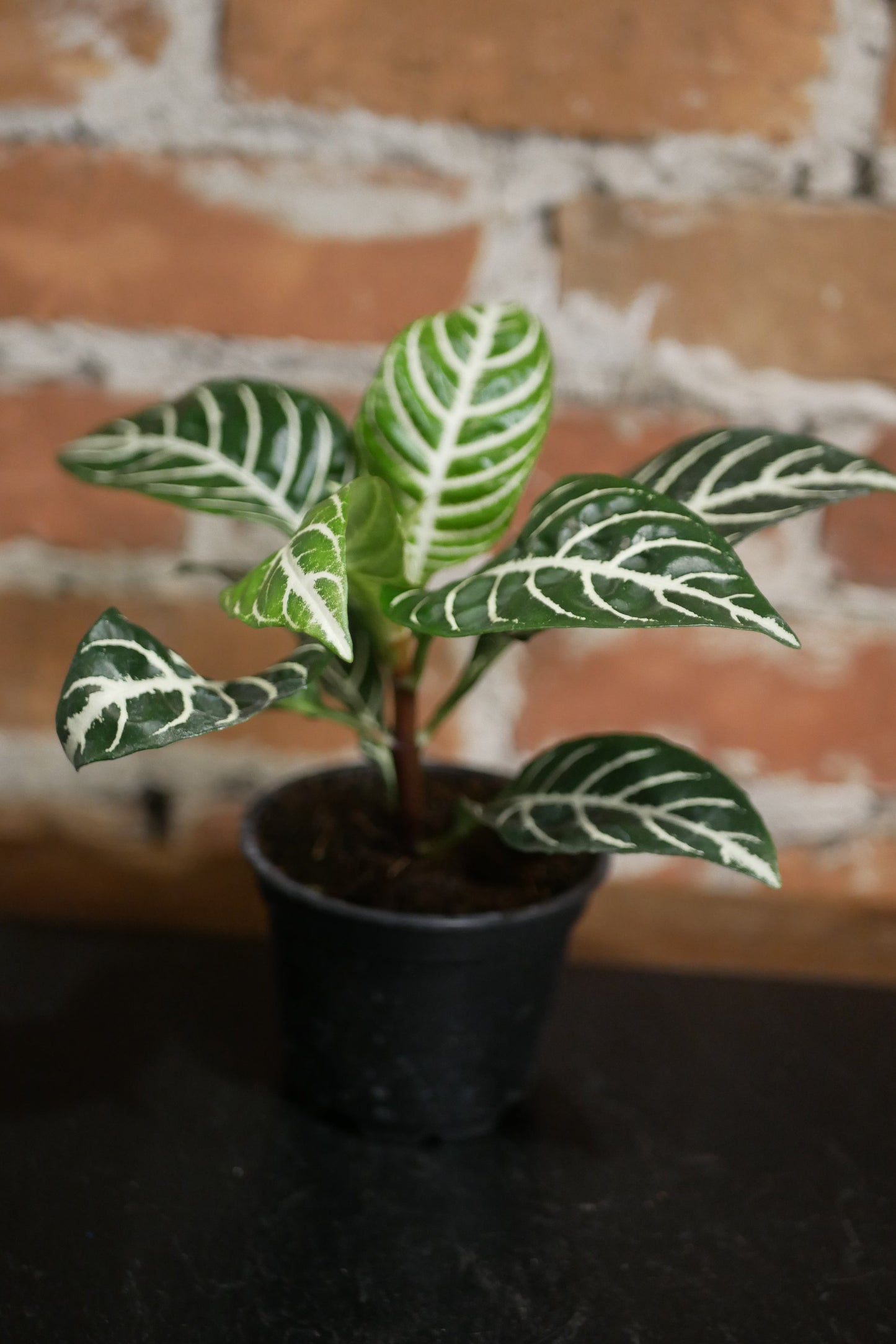 Aphelandra squarrosa (Plante Zèbre)