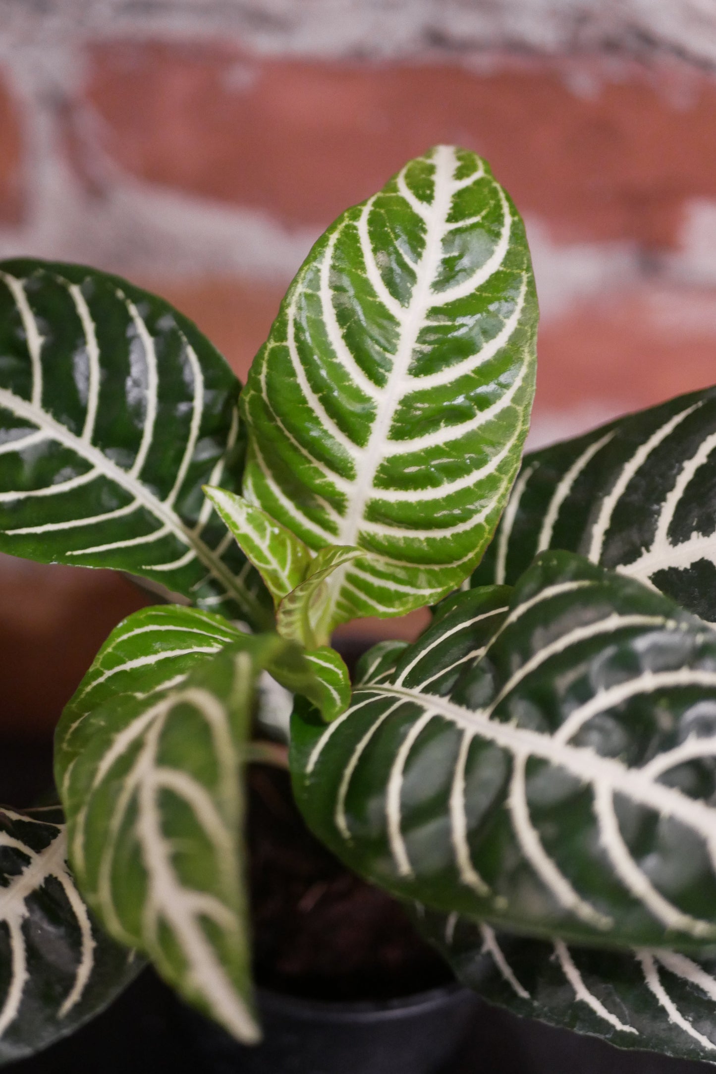 Aphelandra squarrosa (Plante Zèbre)