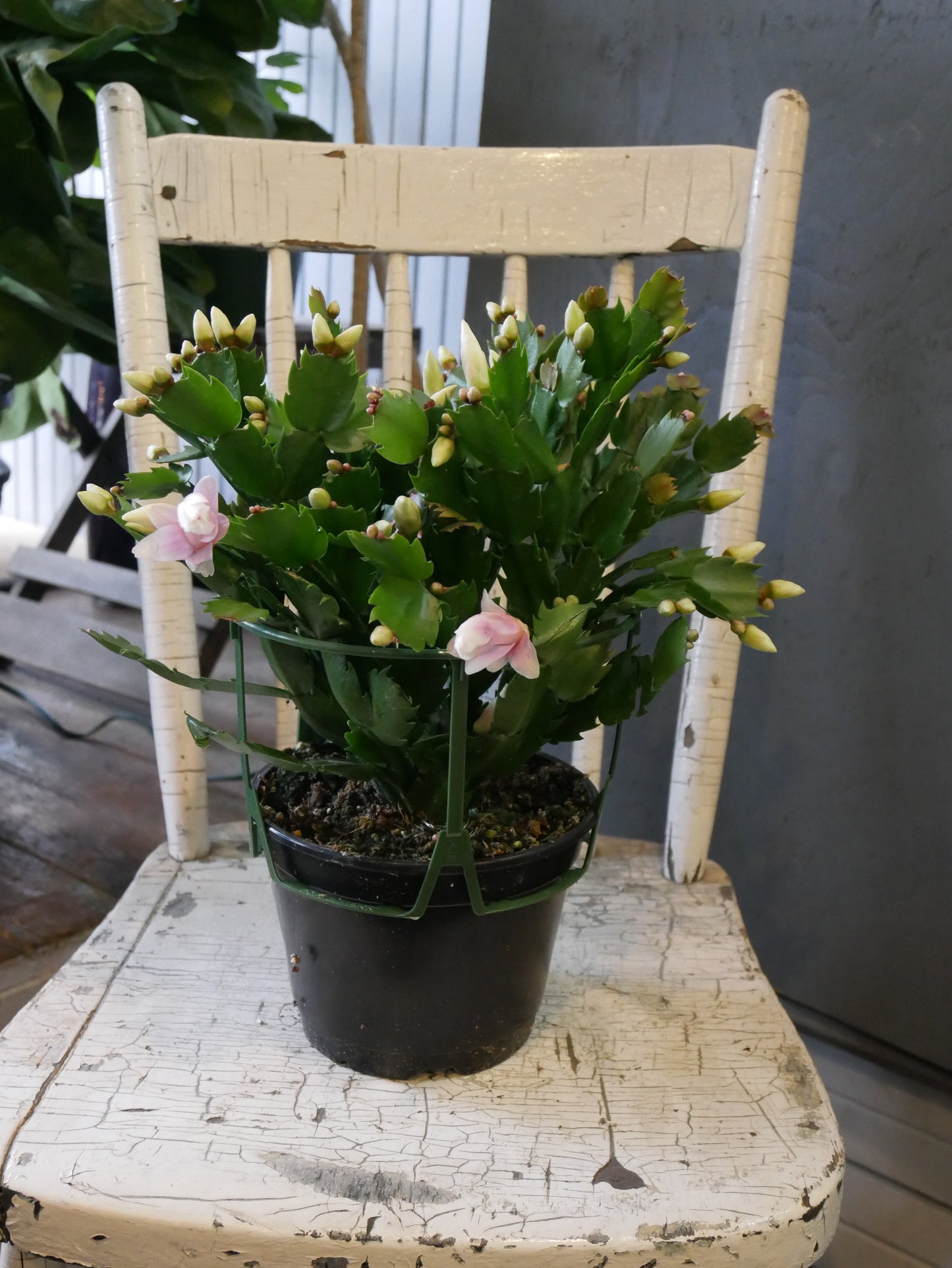 Schlumbergera (Cactus de Noël)