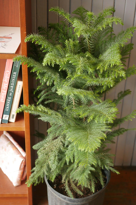 Pin de Norfolk (Araucaria heterophylla)