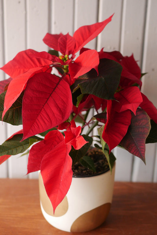 Poinsettia