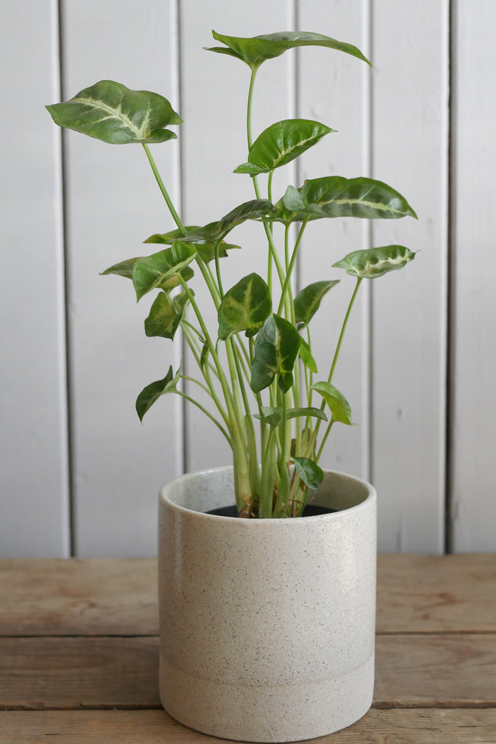 Syngonium podophyllum "Pixie"