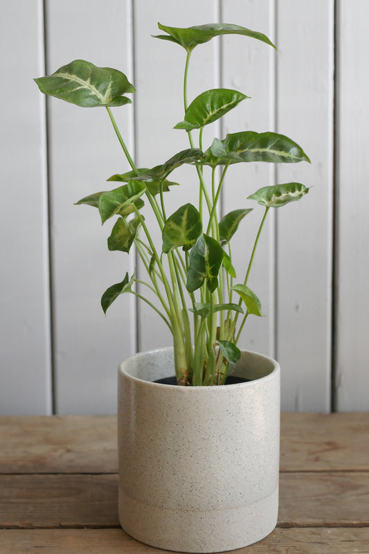 Syngonium podophyllum "Pixie"