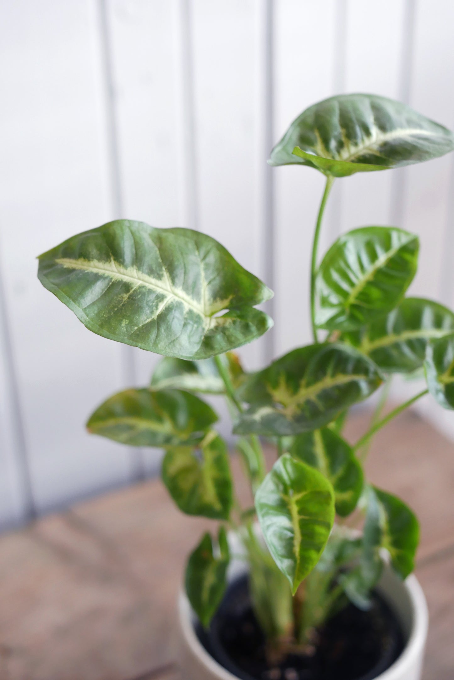 Syngonium podophyllum "Pixie"