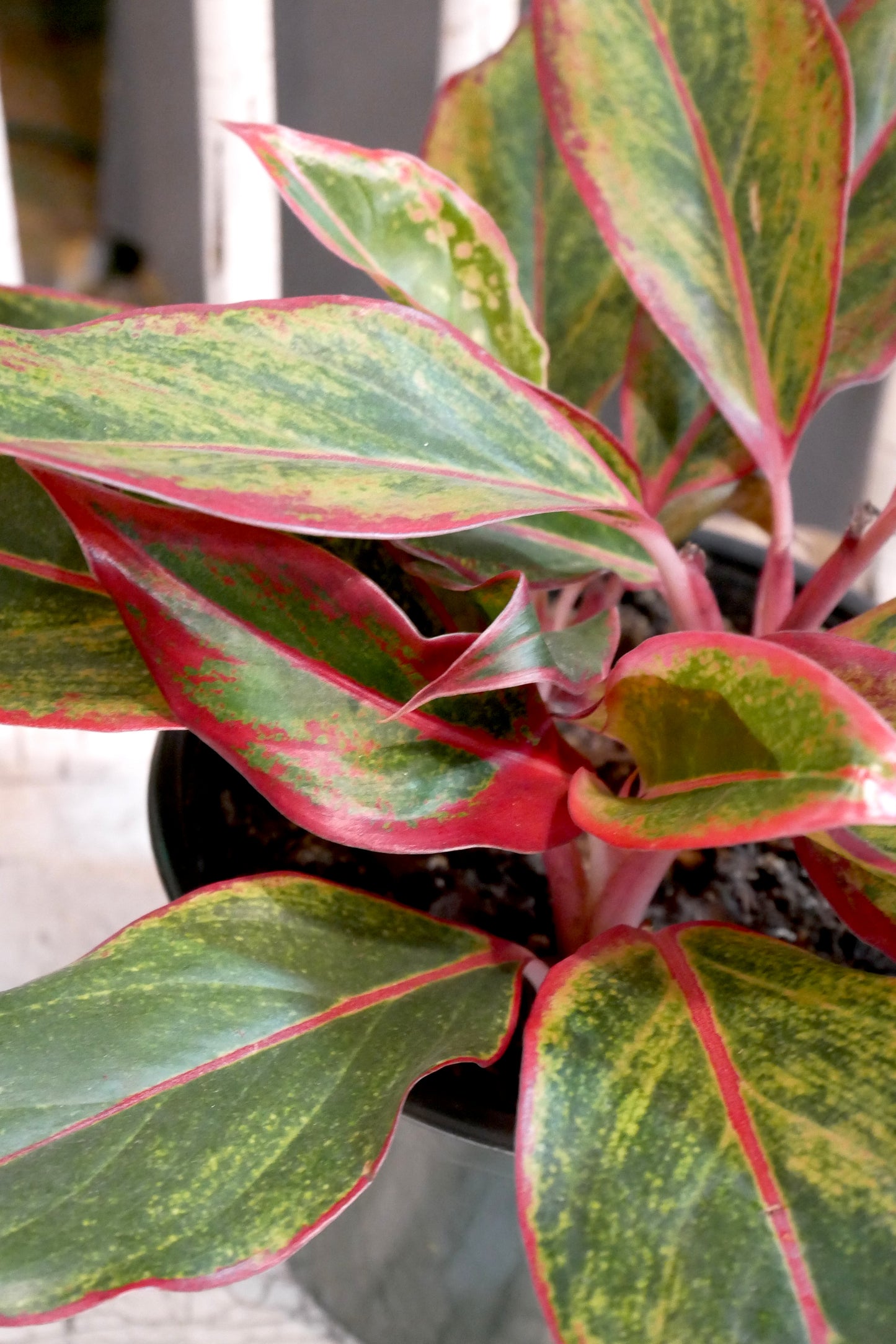 Aglaonema Siam Aurora