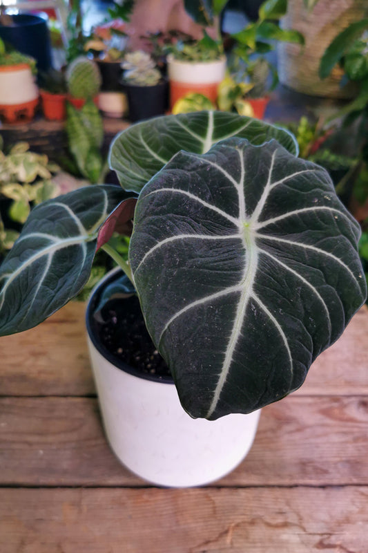 Alocasia Black Velvet