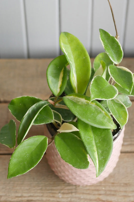 Hoya carnosa "Krimson Queen"