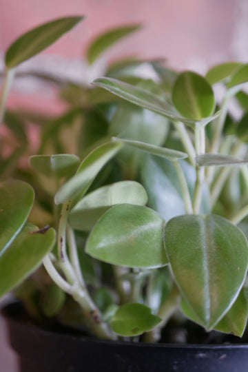 Peperomia orba "pixie"