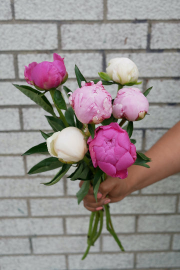Bouquet de pivoines locales (choix du fleuriste)