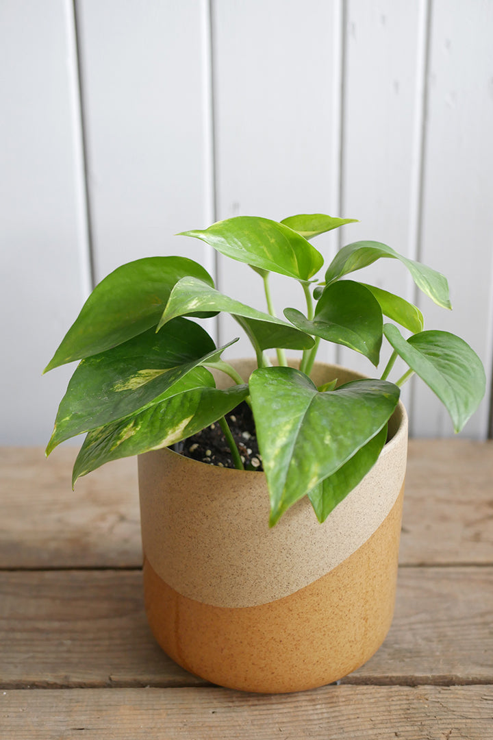 Pothos Doré