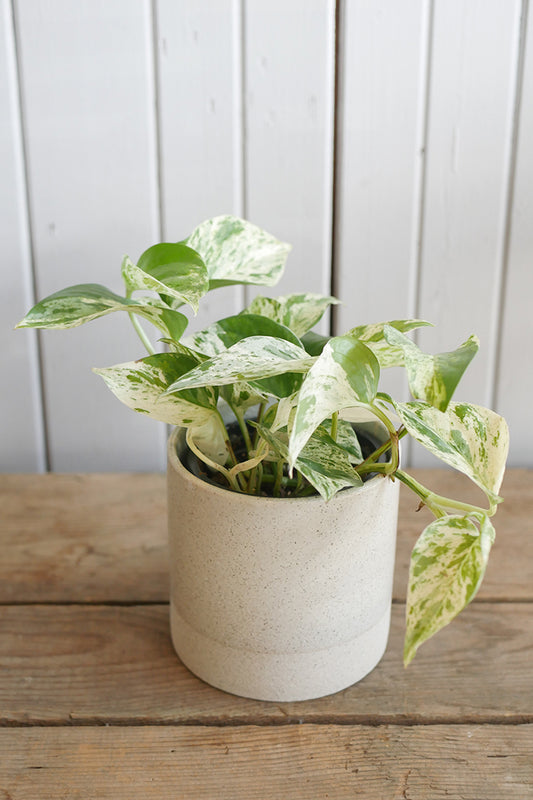 Pothos "Marble Queen"