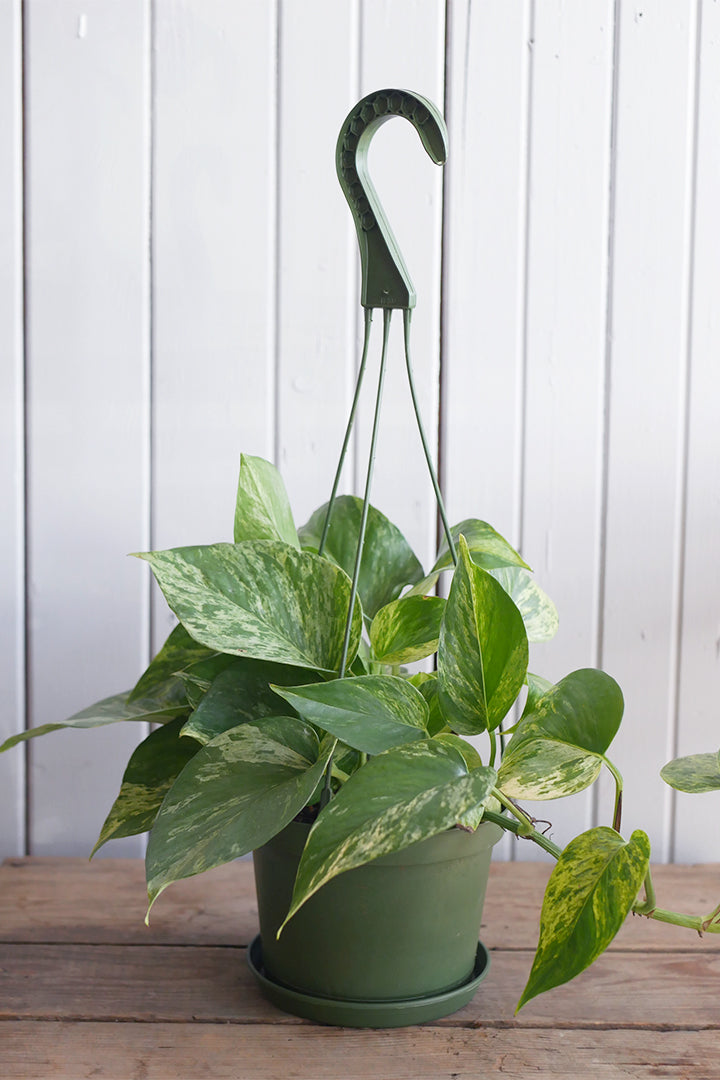 Pothos "Marble Queen"