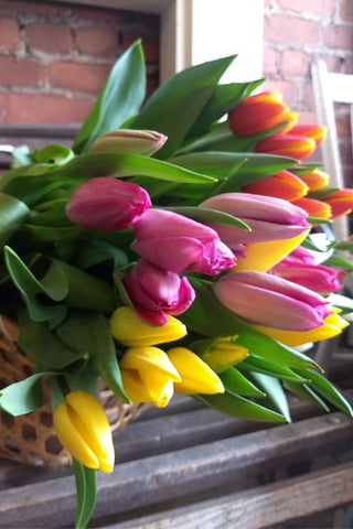 Bouquet de tulipes - Île-du-Prince-Edouard
